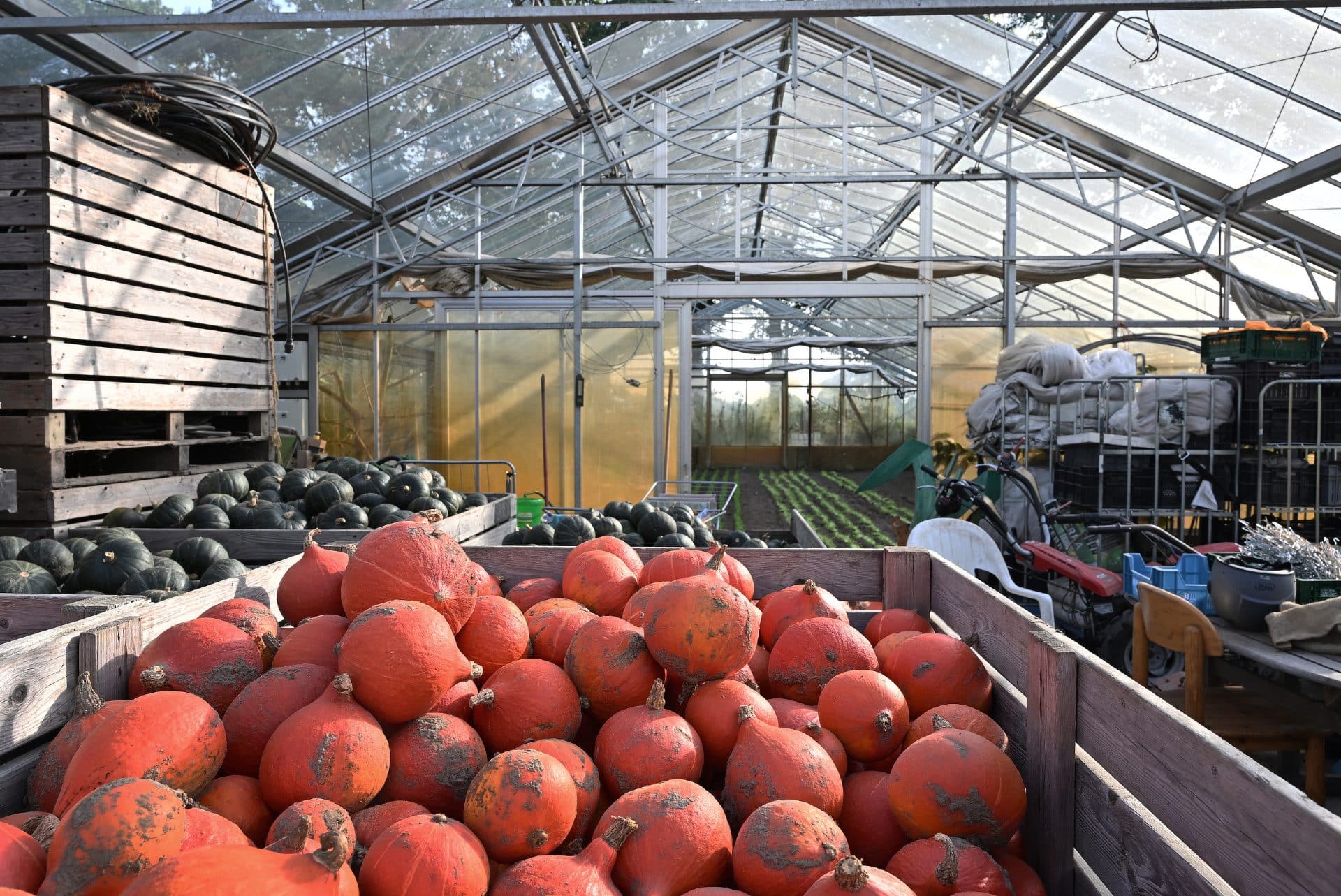 Een overvloedige oogst van biologisch- dynamisch geteelde Hokkaido en Groene Hokkaido pompoenen staat in grote kratten in de kas van De Zonnegaard in Voorst.