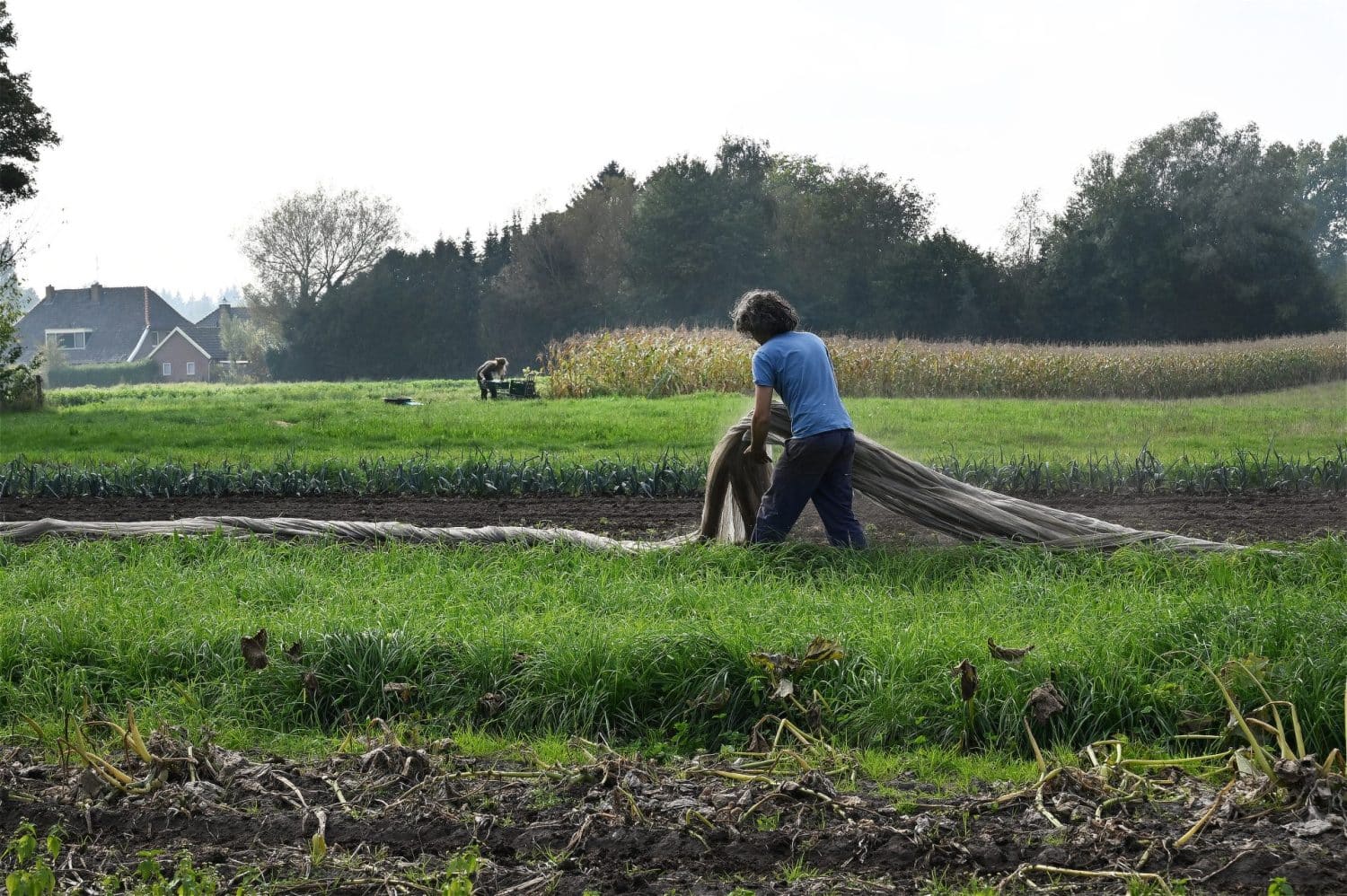 Thomas Grosshanten, de biologische boer van De Zonnegaard, is netten aan het uitrollen om op een verantwoorde manier de jonge aanplant te beschermen. Onbespoten groenten zijn het resultaat.