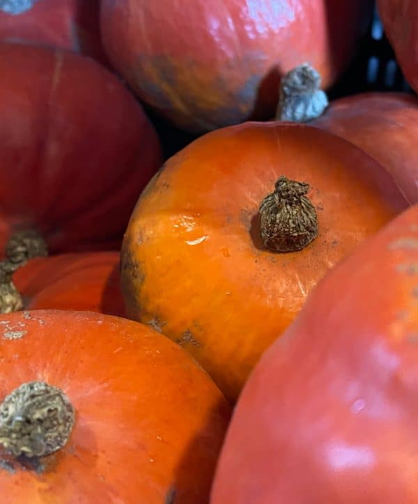 Prachtige biologisch- dynamisch en lokaal bij De Zonnegaard geteelde Hokkaido pompoenen met hun eetbare schil.
