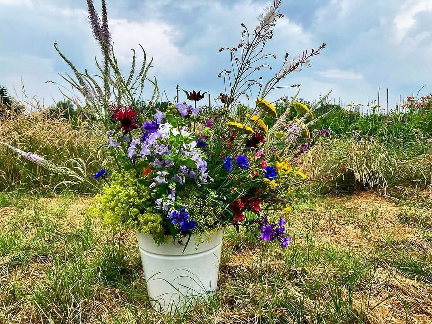 Bos van de Bloemen met Passie pluktuin Kinderen genieten van het bloemen plukken in de ‘Bloemen met Passie’ pluktuin op het land van biologisch- dynamisch landbouwbedrijf De Zonnegaard in Voorst.