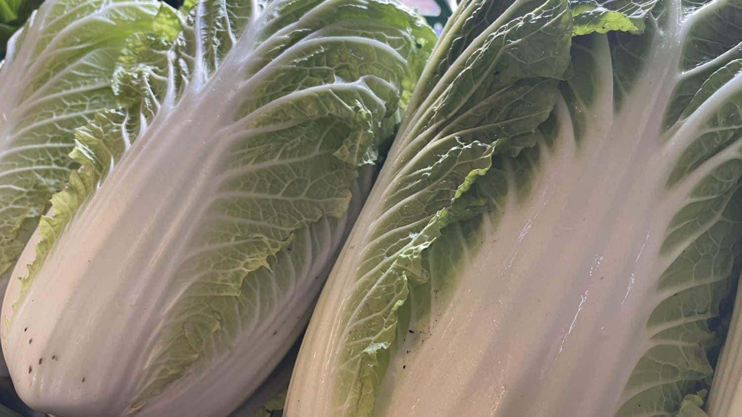 Biologisch- dynamisch geteelde Chinese kool in de boerderijwinkel van De Zonnegaard in Voorst. Veelzijdige groente die lekker is in de wok, stoof of in de soep, maar ook rauw in de salade.
