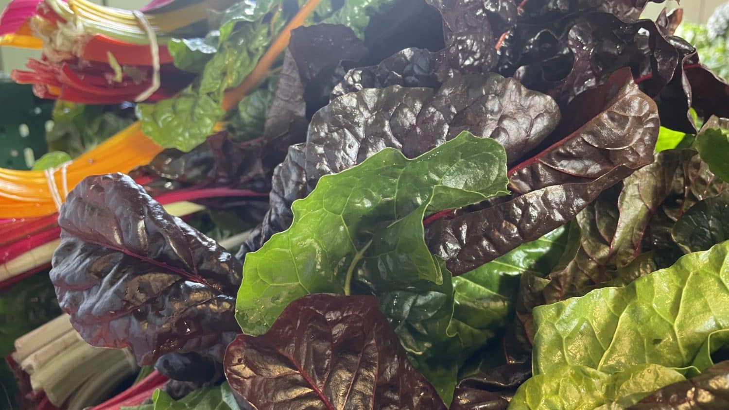 Biologisch- dynamische geteelde snijbiet in de boerderijwinkel van De Zonnegaard in Voorst. Lekker in een quiche, kleurrijk in een salade en supergezond!