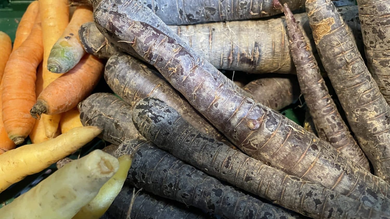Biologisch- dynamische wilde wortels in de boerderijwinkel van De Zonnegaard in Voorst. Kleurijk, gezond en lekker!