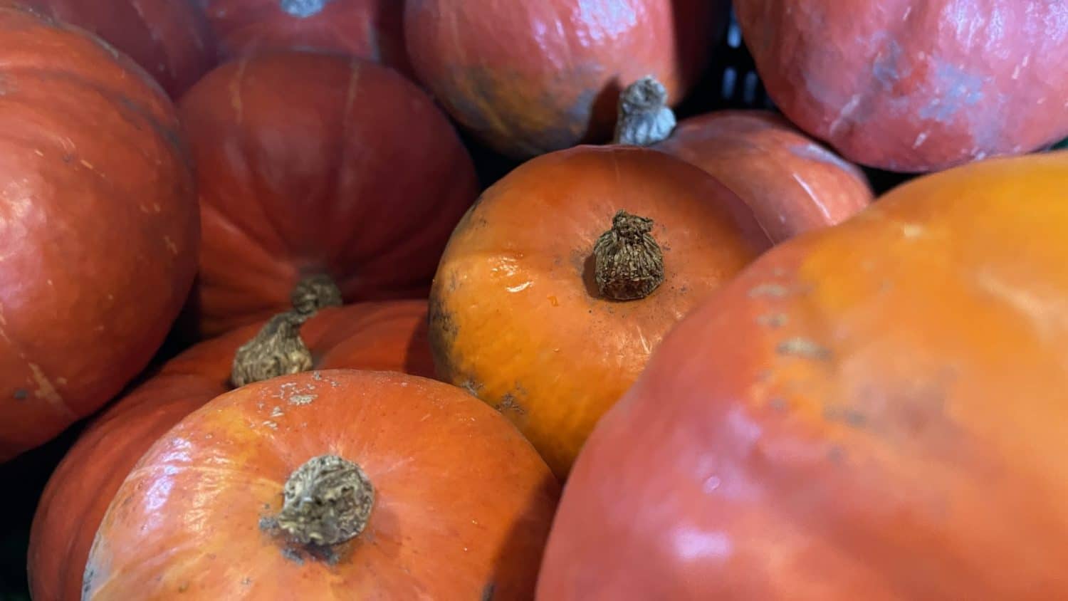 Prachtige biologisch- dynamisch en lokaal bij De Zonnegaard geteelde Hokkaido pompoenen met hun eetbare schil.
