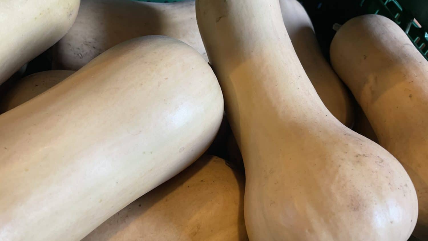 Biologisch- dynamisch geteelde butternut pompoen (ook wel flespompoen) in de boerderijwinkel van De Zonnegaard in Voorst. Heerlijk in de soep en om te roosteren.