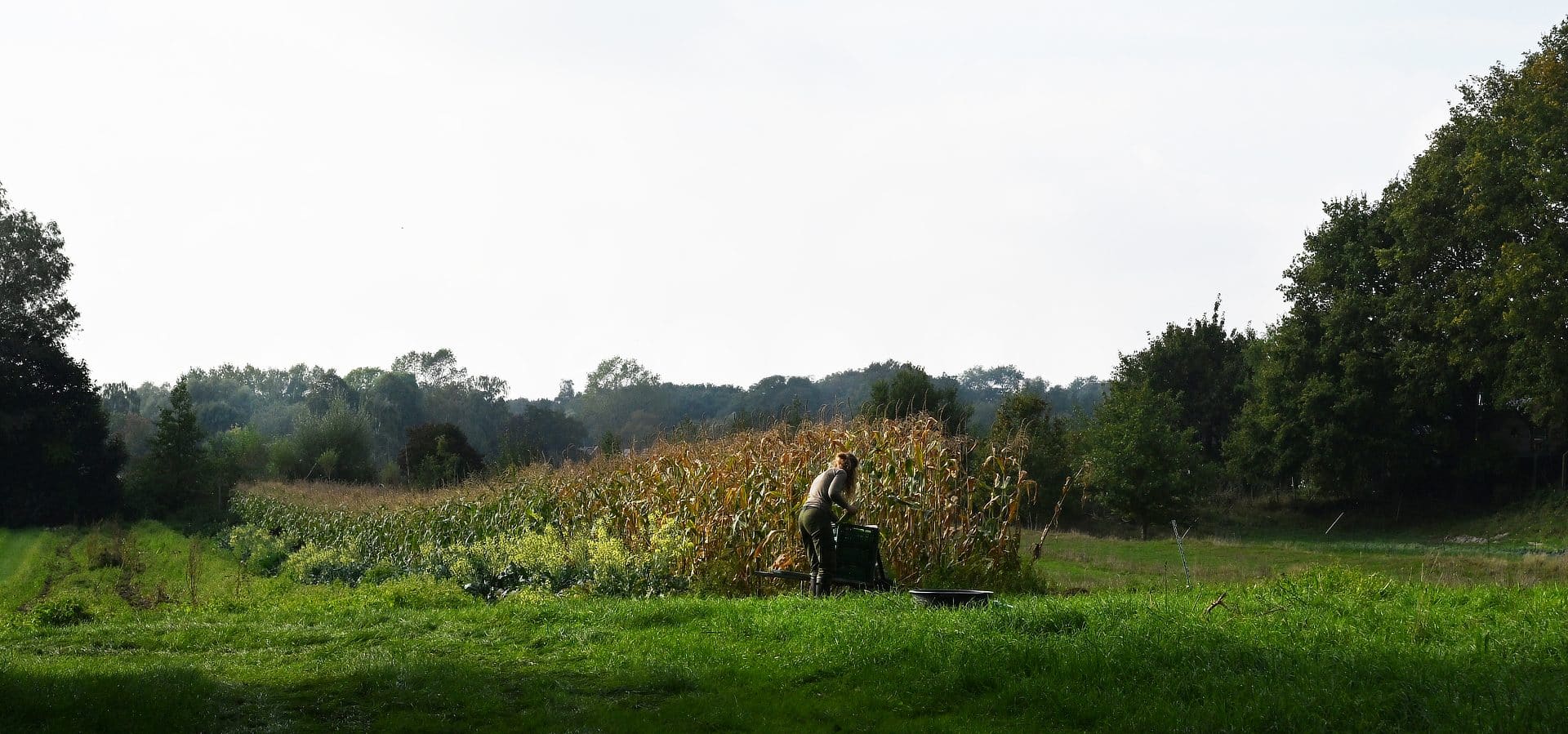 Prachtig sfeerbeeld van een medewerkster van De Zonnegaard die met de hand maïs aan het oogsten is. Bij de Zonnegaard is de verbinding die we hebben met het land ook zo belangrijk.