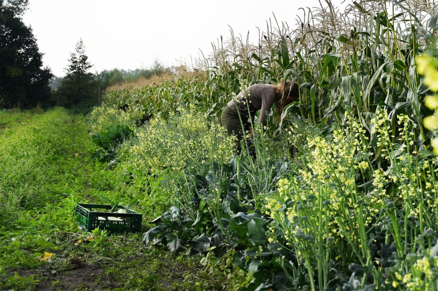 Een medewerkster van De Zonnegaard is aandachtig met de hand maïs aan het oogsten.