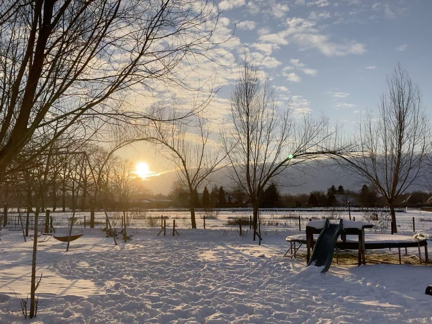 De wilgenbogen op het boerenerf van biologisch- dynamisch landbouwbedrijf De Zonnegaard in Voorst, toen ze nog klein waren, in het bijzonder mooi besneeuwd landschap en winterse zon.
